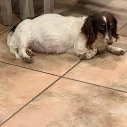 Meena - Dachshund