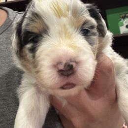 Miniature American Shepherd Puppies from Cashecho Kennel