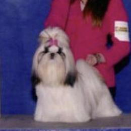 Shih Tzus from Madrigal Shih Tzu