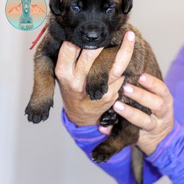 Red Collar - Fawn Belgian Malinois puppy in Fredonia, Arizona from Zion Malinois
