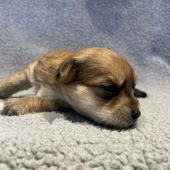 Gold baby girl - Brindle and white female Shorkie puppy in Chipley, Florida from Relentless Homestead