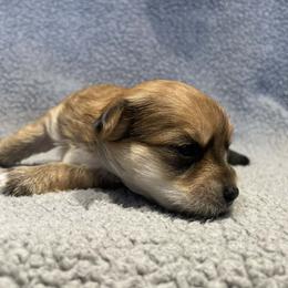 Gold baby girl - Brindle and white female Shorkie puppy in Chipley, Florida from Relentless Homestead