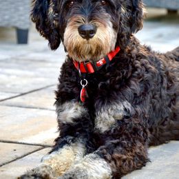 Bernedoodle All Grown Up from Sweetheart Doodles