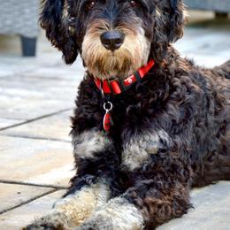 Bernedoodle All Grown Up from Sweetheart Doodles