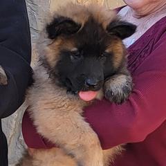 Sold - Mahogany and black male Belgian Tervuren puppy in New Braunfels, Texas from Willow's Puppies