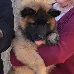 Sold - Mahogany and black male Belgian Tervuren puppy in New Braunfels, Texas from Willow's Puppies