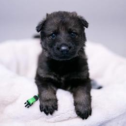 German Shepherd Puppies from Reign Land