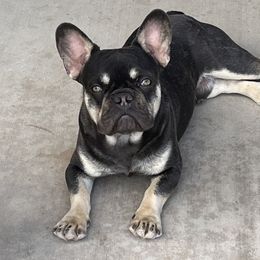 Zeus - French Bulldog