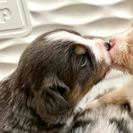 Miniature Australian Shepherds from Trinity Aussies Mini Portland