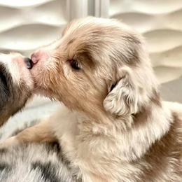 Miniature Australian Shepherds from Trinity Aussies Mini Portland