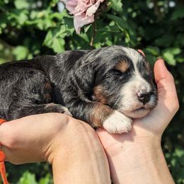 Stripes - Tri-color male Bernedoodle puppy in Mount Pleasant, Tennessee from Amy Brewer