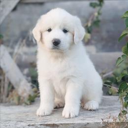 Purple - White female Great Pyrenees puppy in Yakima, Washington from Naches Heights Ranch