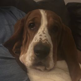 Norman - Basset Hound