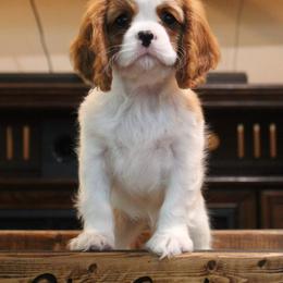Girl 2 - female Cavalier King Charles Spaniel puppy in Wesley Chapel, Florida from Ohana Cavaliers