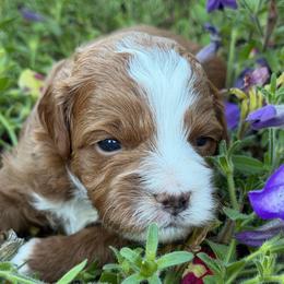 Binx (brown collar) - Red male Cavapoo puppy in Mouth Of Wilson, Virginia from HoneyBunn Doodle Co.