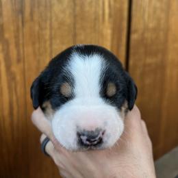 Greater Swiss Mountain Dog Puppies from Woodland Swissie’s