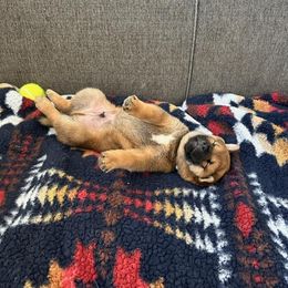 Temporarily named Shawn - Sesame male Shiba Inu puppy in Iowa from Pineapple Kennels