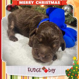 FUDGE - Brown and white male Aussiedoodle puppy in Houston, Texas from Jomelkin Furry Pals