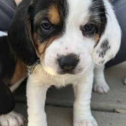 Beagle Puppies from Sarah Light's Beagles