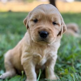 Girl 1 - Dark golden female Golden Retriever puppy in Scio, Oregon from Stackhouse Family Farm