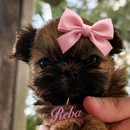 Reba - Red and white female Shih Tzu puppy in Dallas, Texas from Heart and Soul Shih Tzu