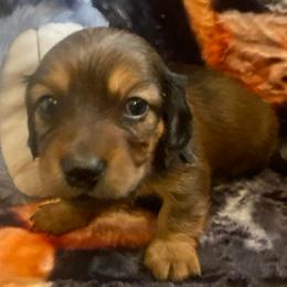 SAJA Boy - Black and tan male Dachshund puppy in Elizabethtown, Kentucky from Teeny Tiny Puppy Tails
