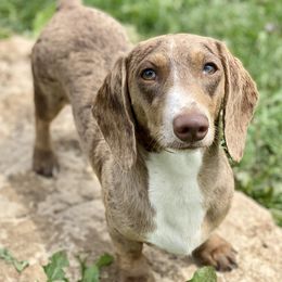 Puddin’ - Dachshund