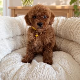 Boy 3 - Red  male Goldendoodle puppy in Sacramento, California from Golden doodles  Lovers