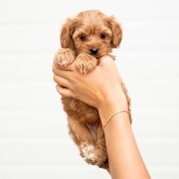 Teddy - Red  male Goldendoodle puppy in Meridian, Idaho from Country Club Doodles
