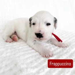 Frappuccino - LUA long coat - White and black male Dalmatian puppy in Davenport, Florida from Sunny Jewels Dalmatians