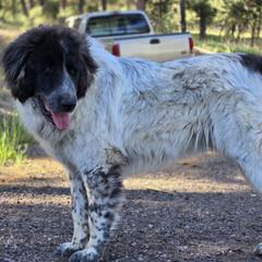 Daxo - Colorado Mountain Dog