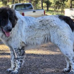 Daxo - Colorado Mountain Dog