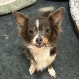 Blui - Chihuahua