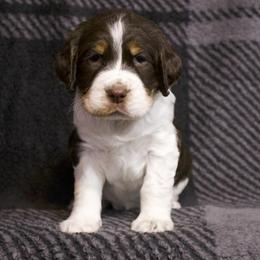 English Springer Spaniel puppies from Northernwoods Springers