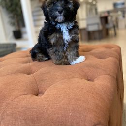 Havanese and Havapoo Puppies from Ladypawspuppies