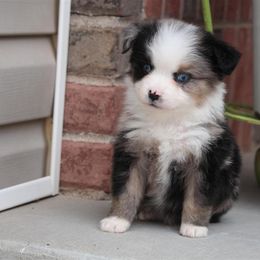 Australian Shepherd and Miniature Australian Shepherd Puppies from Canyon Creek Aussies