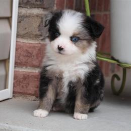 Australian Shepherd and Miniature Australian Shepherd Puppies from Canyon Creek Aussies