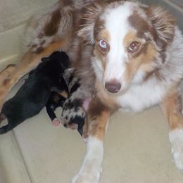 Toy Australian Shepherd Puppies from Jackie lutz