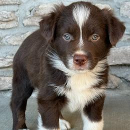 Carl Dean - Red tri male Miniature Australian Shepherd puppy in Cunningham, Tennessee from Copper Creek Aussies