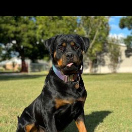 Sancha - Rottweiler
