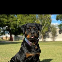 Sancha - Rottweiler