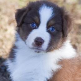 Anna - Red tri-color female Australian Shepherd puppy in Easton, Missouri from MMA Kennel
