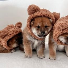 Shiba Inu from Trina's Inus