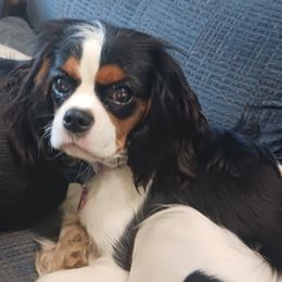Callie - Cavalier King Charles Spaniel