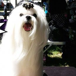 Maltese from RagTak Maltese