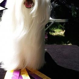 Maltese from RagTak Maltese