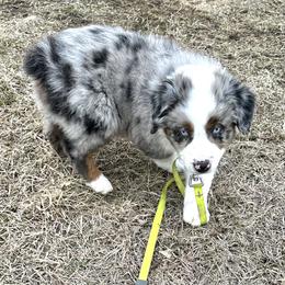 Herbie - Blue merle male Australian Shepherd puppy in Vail, Iowa from Homegrown Huskies