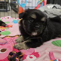 Tibetan Spaniel Puppies from Milissa Lose