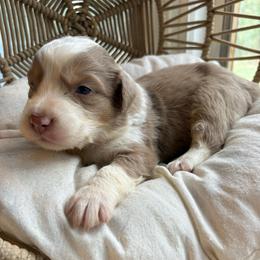 Everett - Red merle male Australian Shepherd puppy in Grants Pass, Oregon from Carmel Mountain Aussies