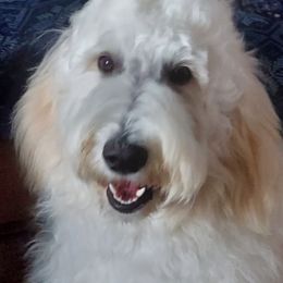 Goldendoodles from Teresa's Goldendoodles